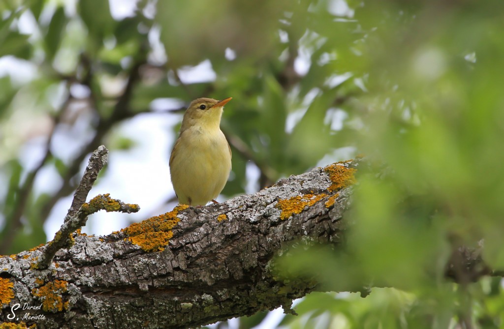 Hypolaïs polyglotte