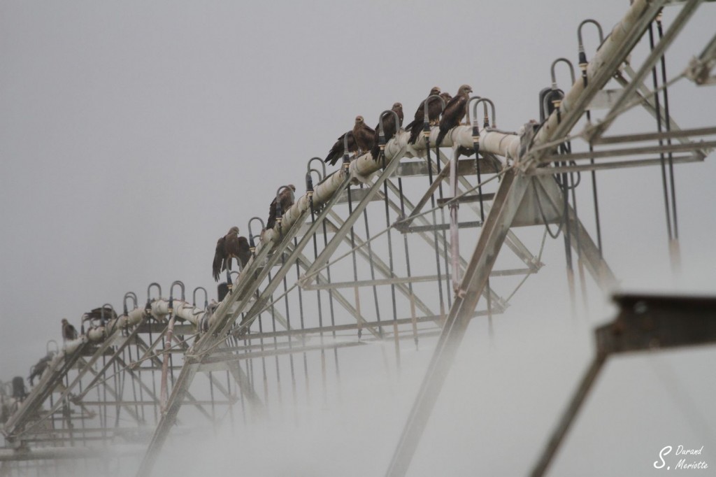 Milan noir - Aragon Espagne avril 2012