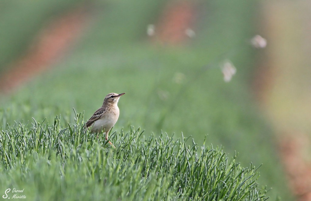 Pipit rousseline