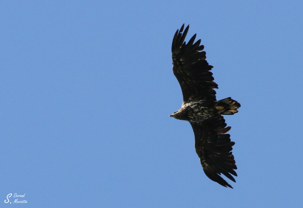 Pygargue à queue blanche immature - Norvège août 2012
