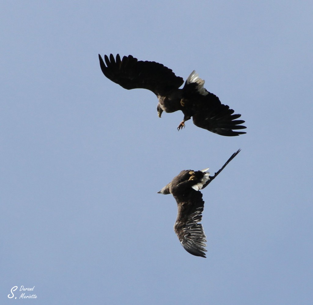 Pygargue à queue blanche adultes - Norvège août 2012