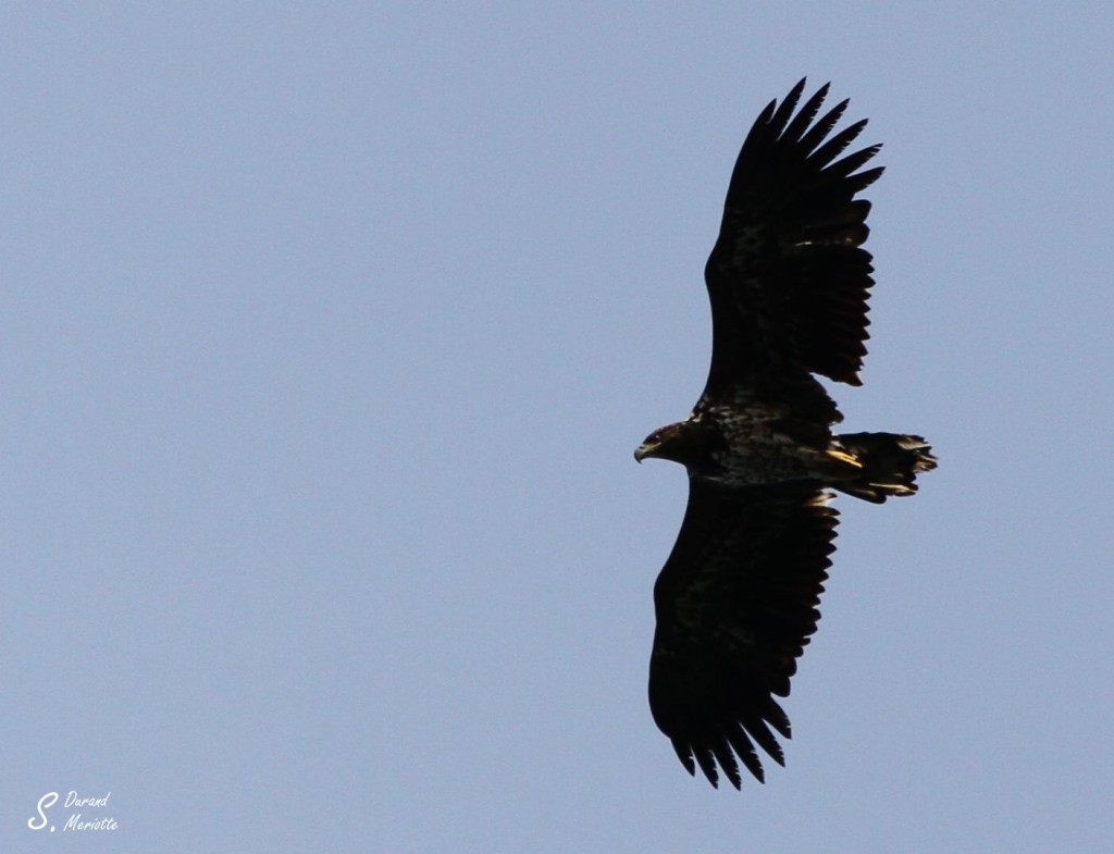 Pygargue à queue blanche immature - Norvège août 2012