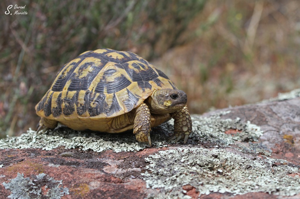 Tortue d'Hermann