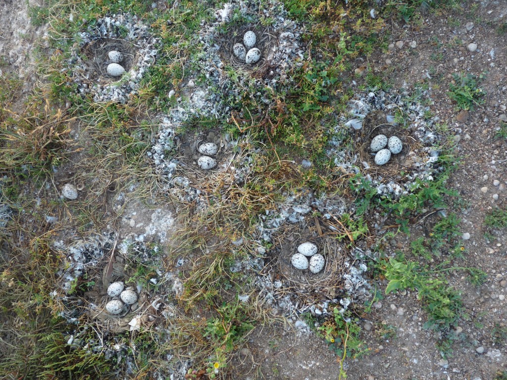 Nids de Goélands railleurs