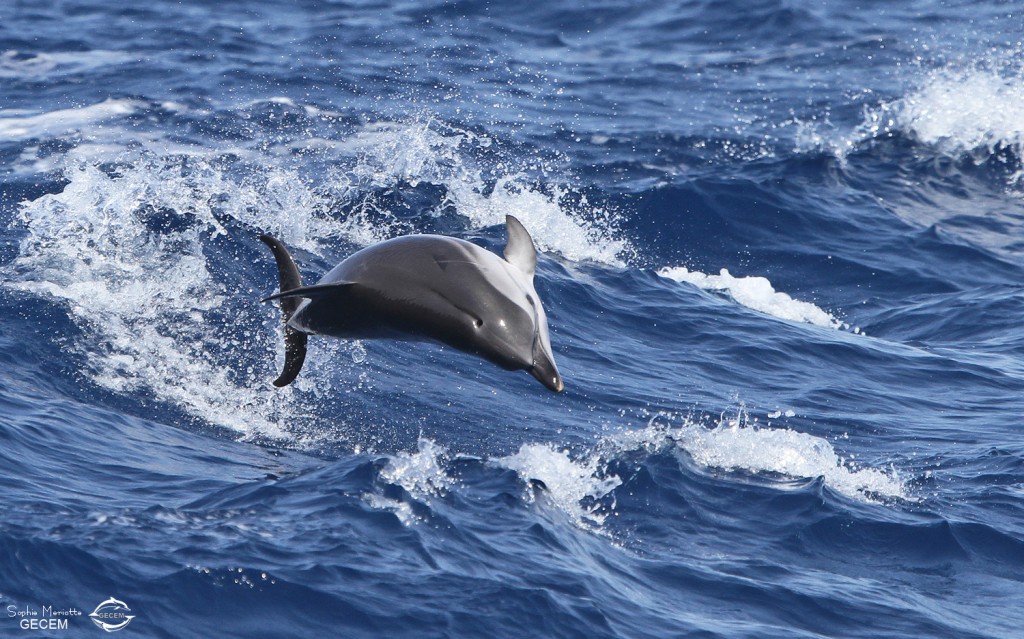 stenella (2)