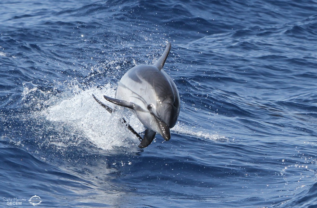 stenella (5)