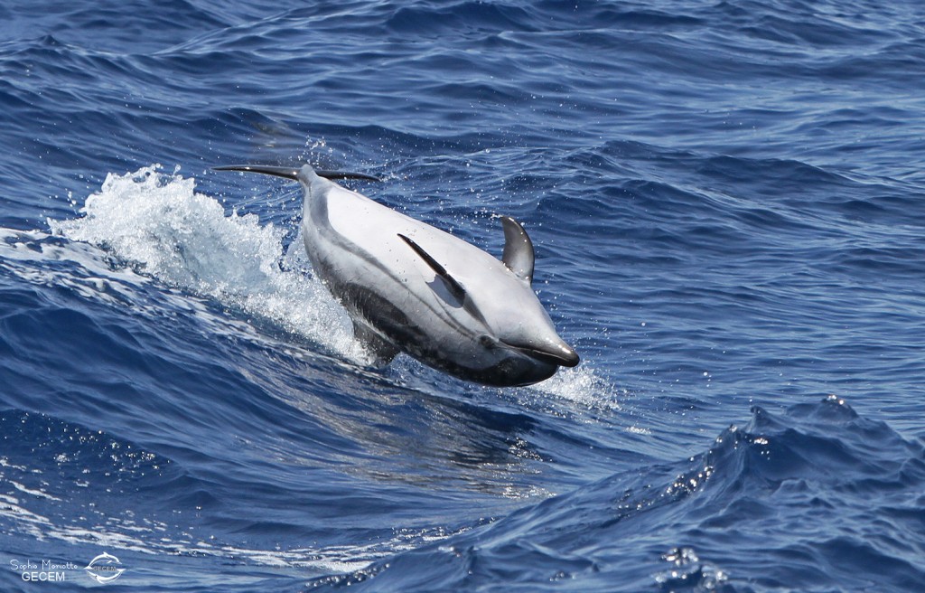 stenella (6)