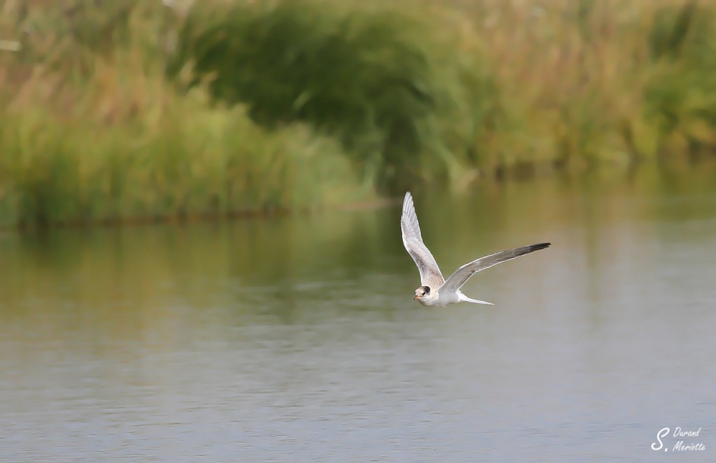 Sterne pierregarin (Arménie PN Arpi- août 2013)