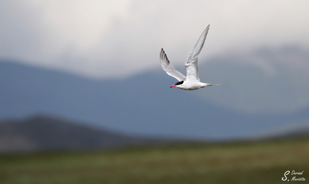 Sterne pierregarin (Arménie PN Arpi- août 2013)
