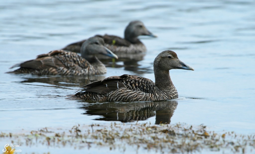 Eider à duvet (Islande - Ile Flatey - juillet 2011)