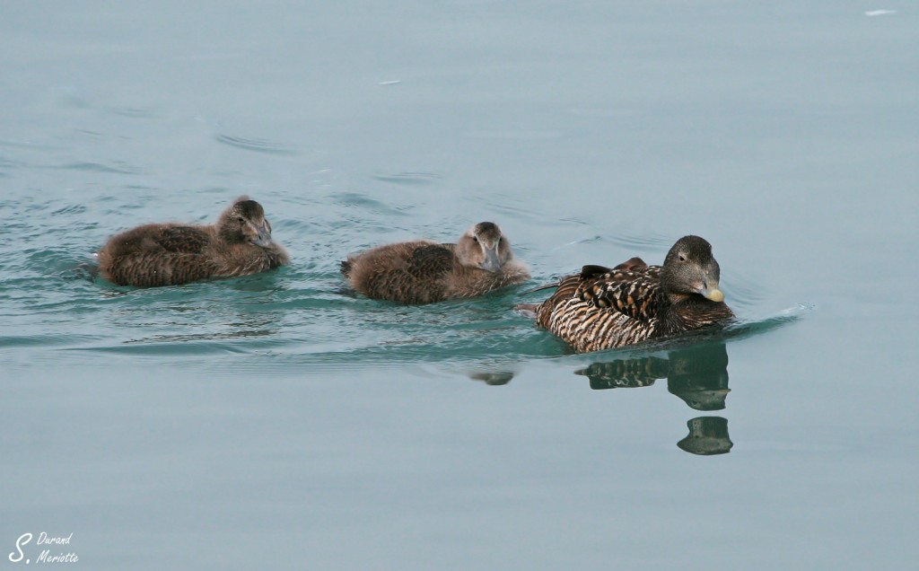 Eider à duvet (Islande - Jokulsarlon - juillet 2011)