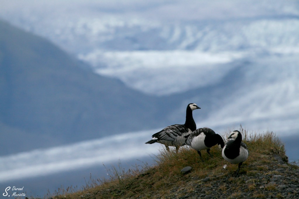 Bernache nonnette (Islande - août 2011)