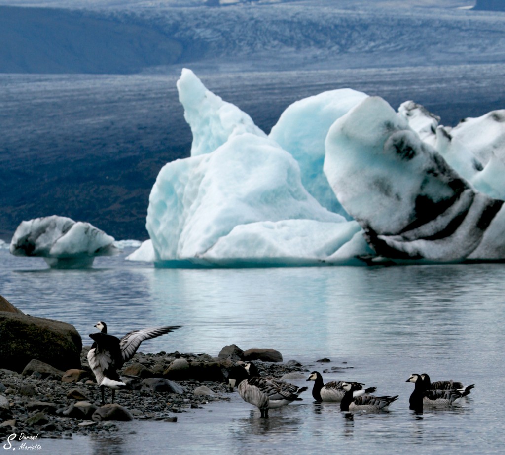 Bernache nonnette (Islande - août 2011)