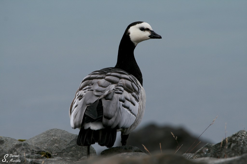 Bernache nonnette (Islande - août 2011)