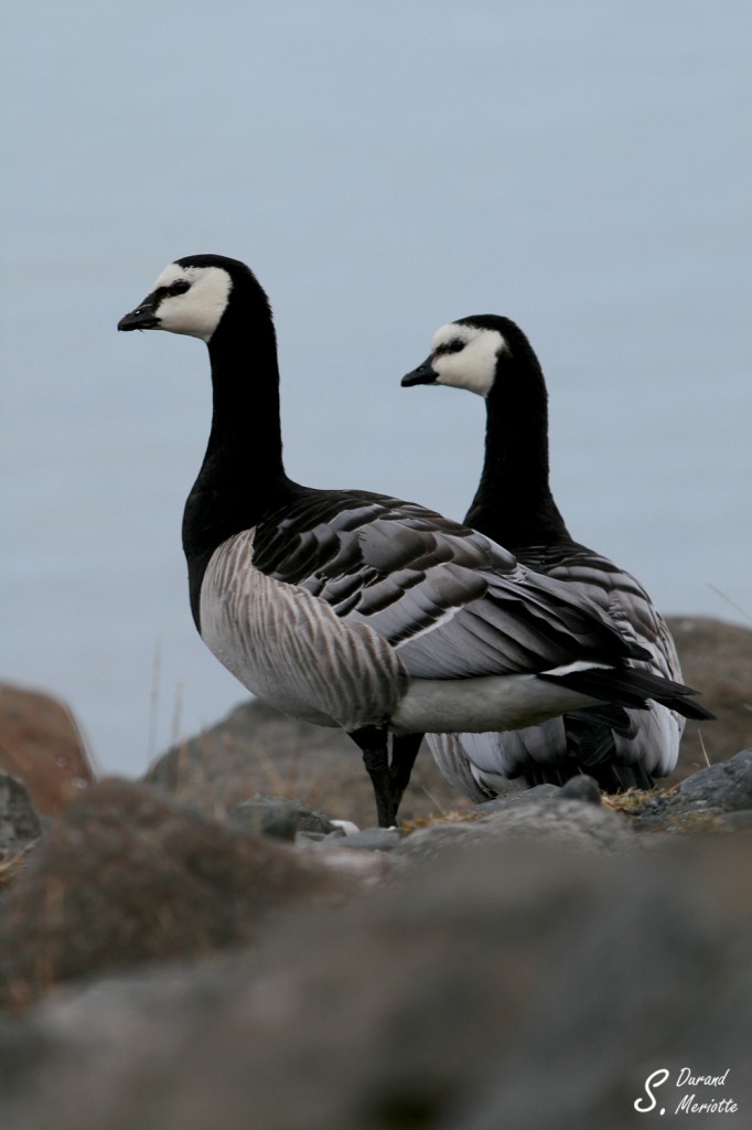 Bernache nonnette (Islande - août 2011)