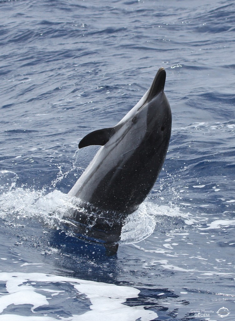 dauphin-bleu-et-blanc (1)