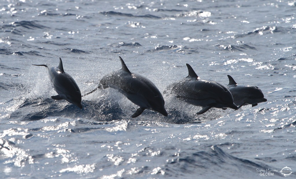 dauphin-bleu-et-blanc