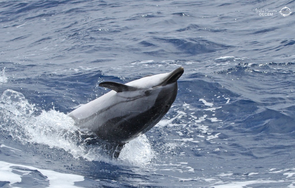 dauphin-bleu-et-blanc (2)