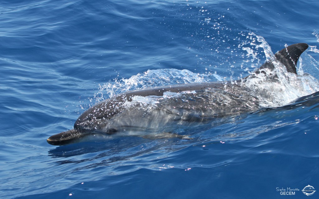 dauphin-bleu-et-blanc (3)