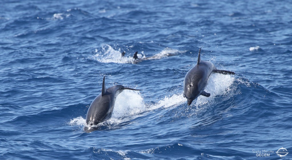 dauphin-bleu-et-blanc (4)