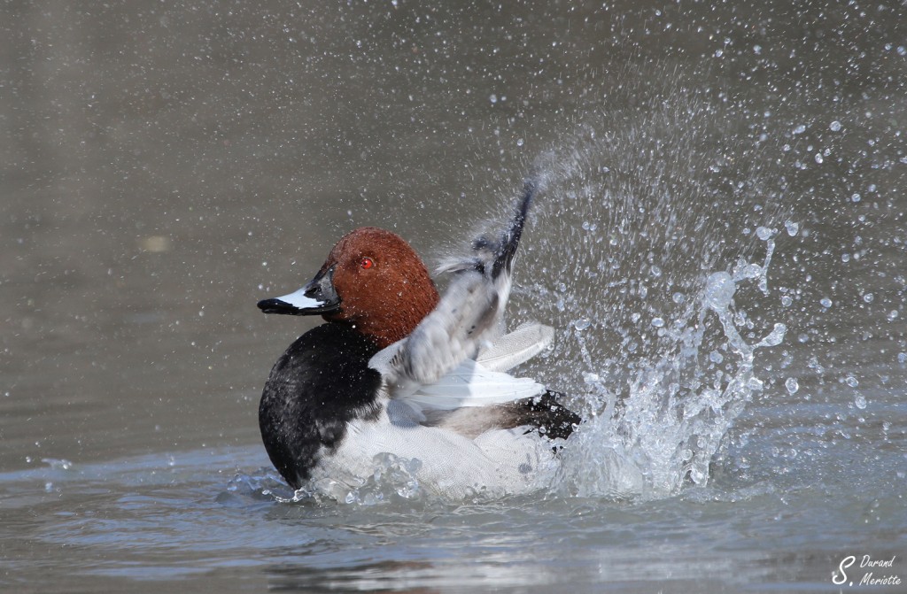 Fuligule milouin (Camargue - Pont de Gau)