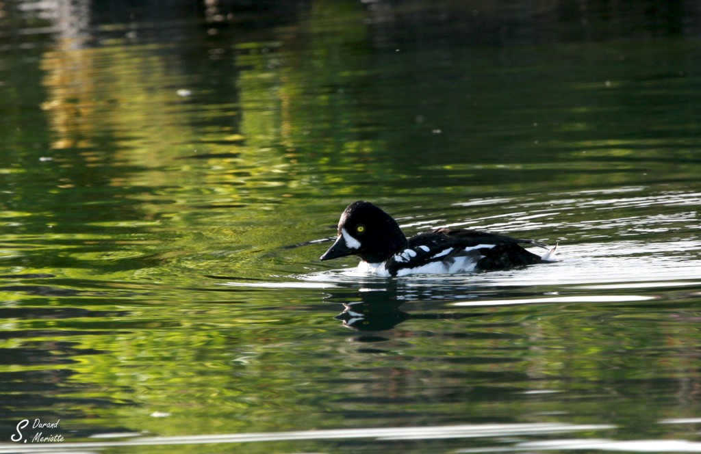 garrot-d-islande (1)