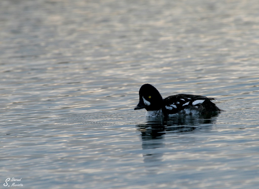 garrot-d-islande (2)