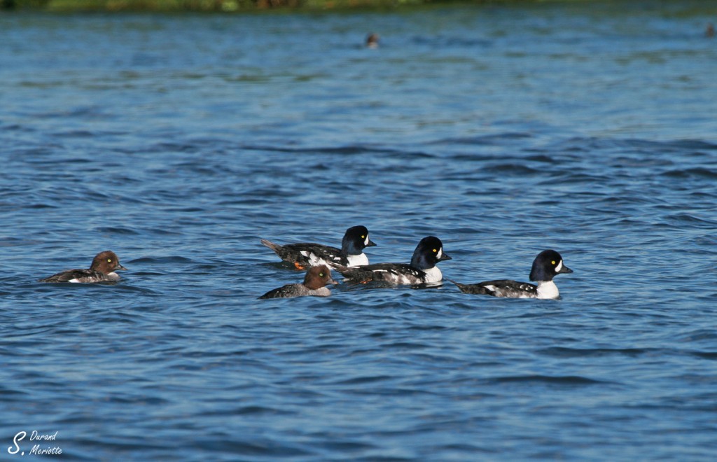 garrot-d-islande (3)