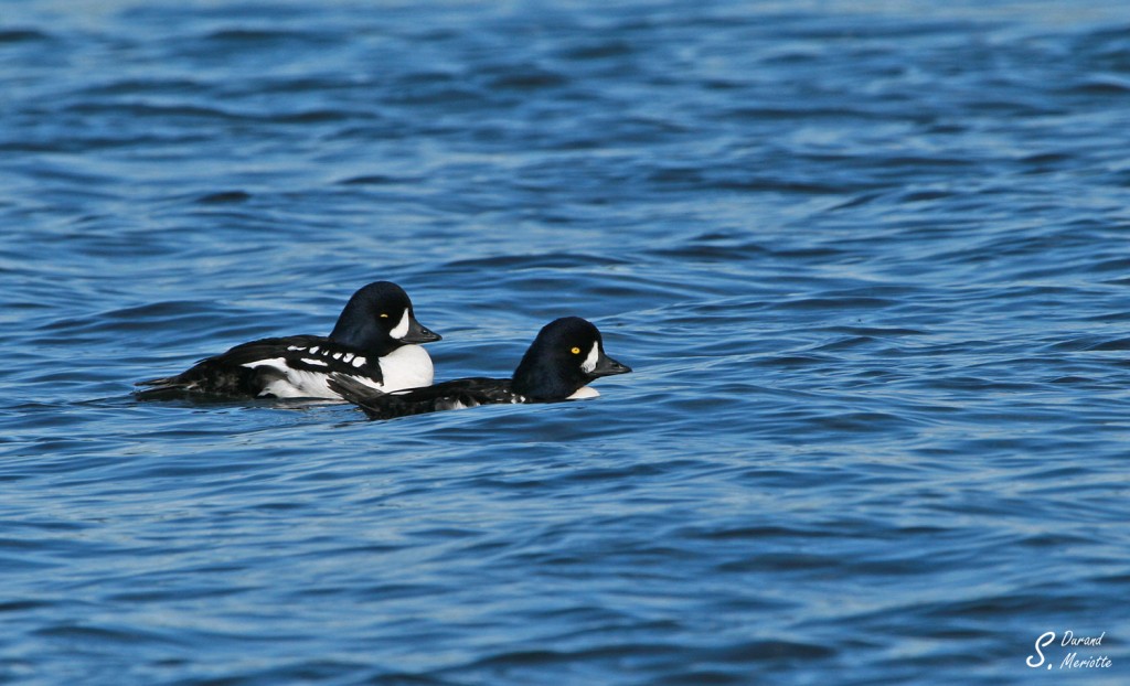 garrot-d-islande (4)