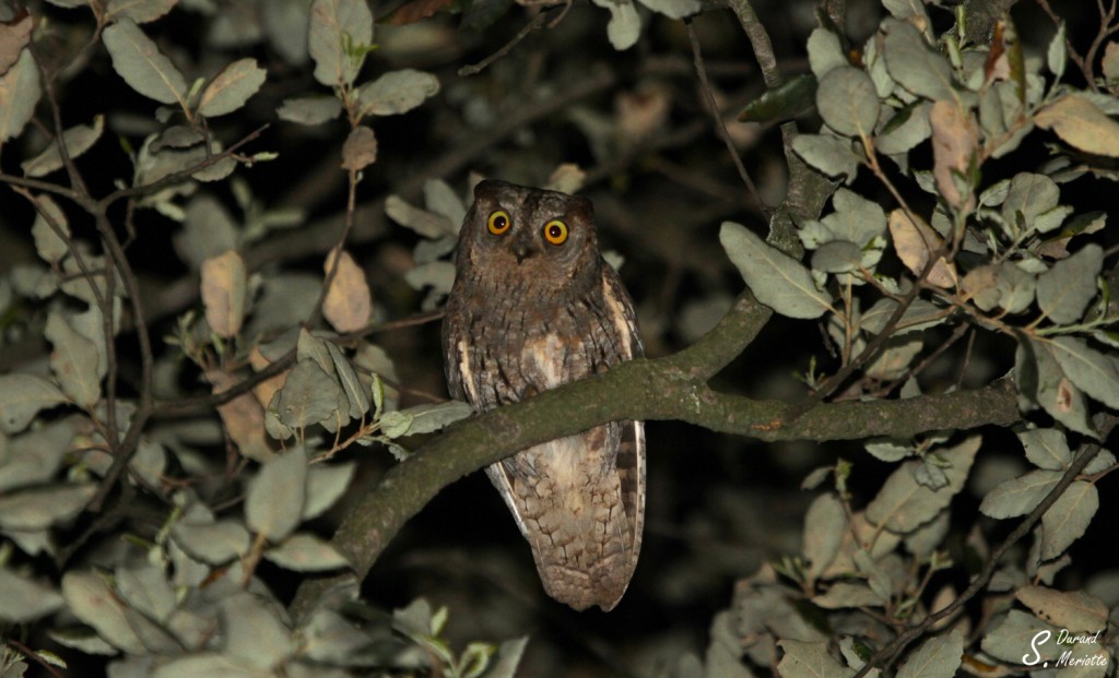 Petit-duc scops, une nuit de printemps dans la plaine des Maures