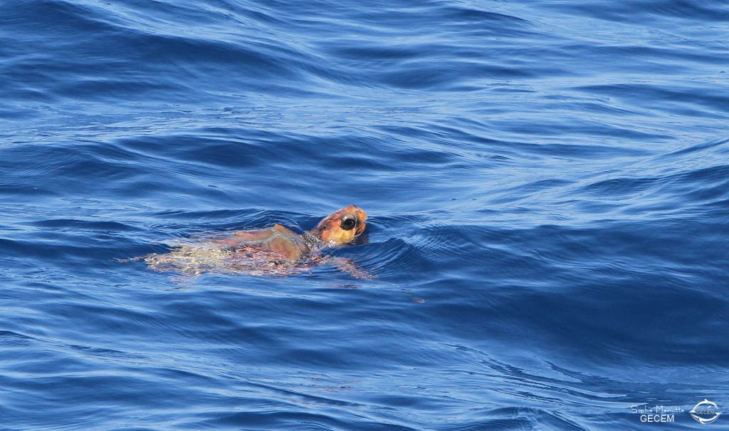 tortue-caouanne (2)
