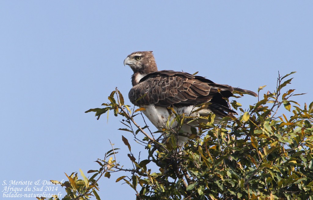 14-08-20 (13) aigle-martial