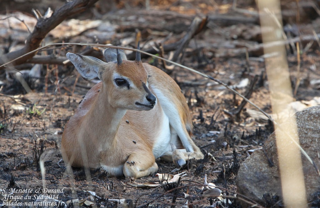 14-08-20 (14) raphicere