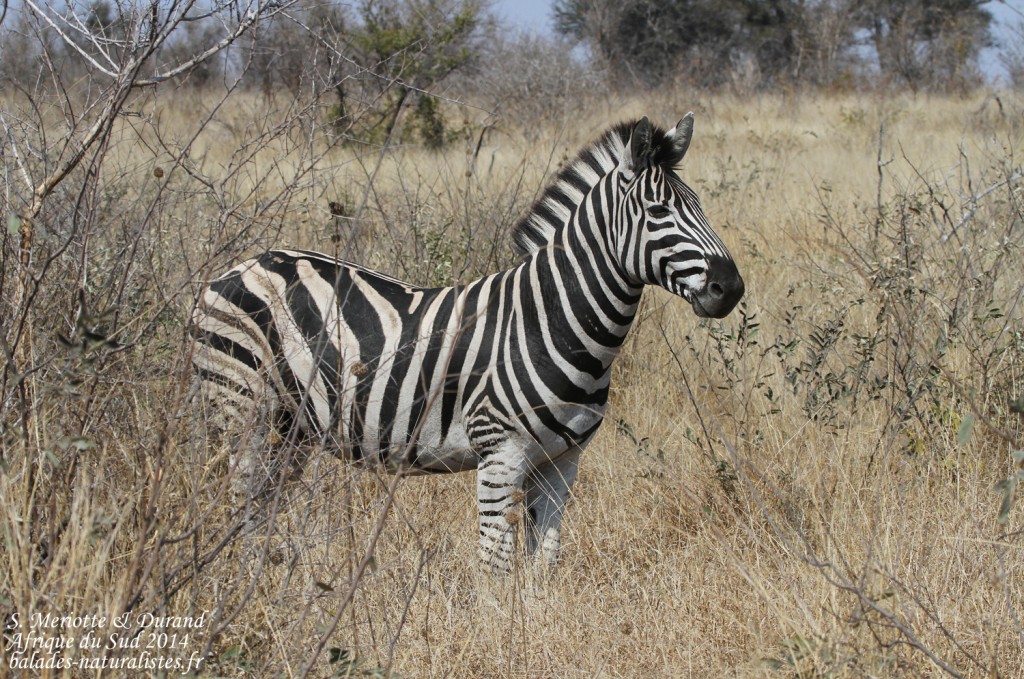 Zèbre des plaines