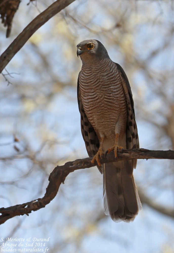 14-08-20 (18) autour-tachiro