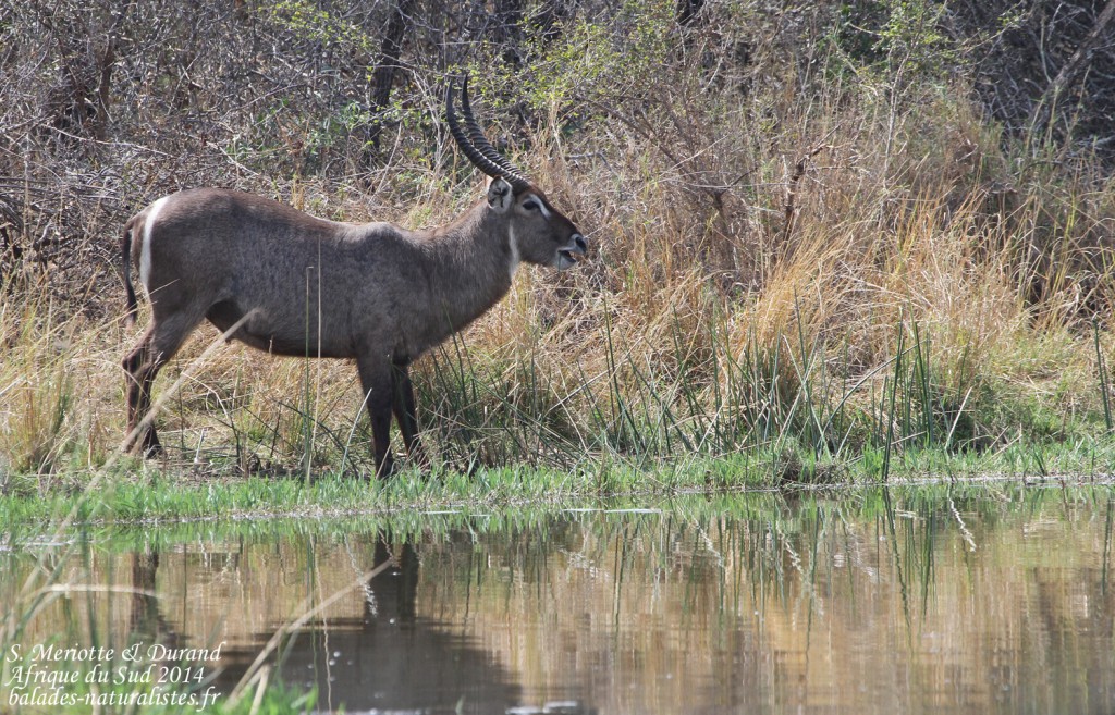 14-08-20 (25) cobe-a-croissant
