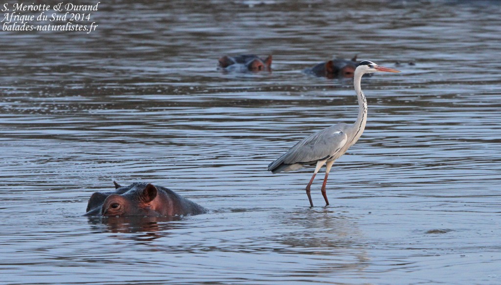 14-08-20 (45) hippopotame