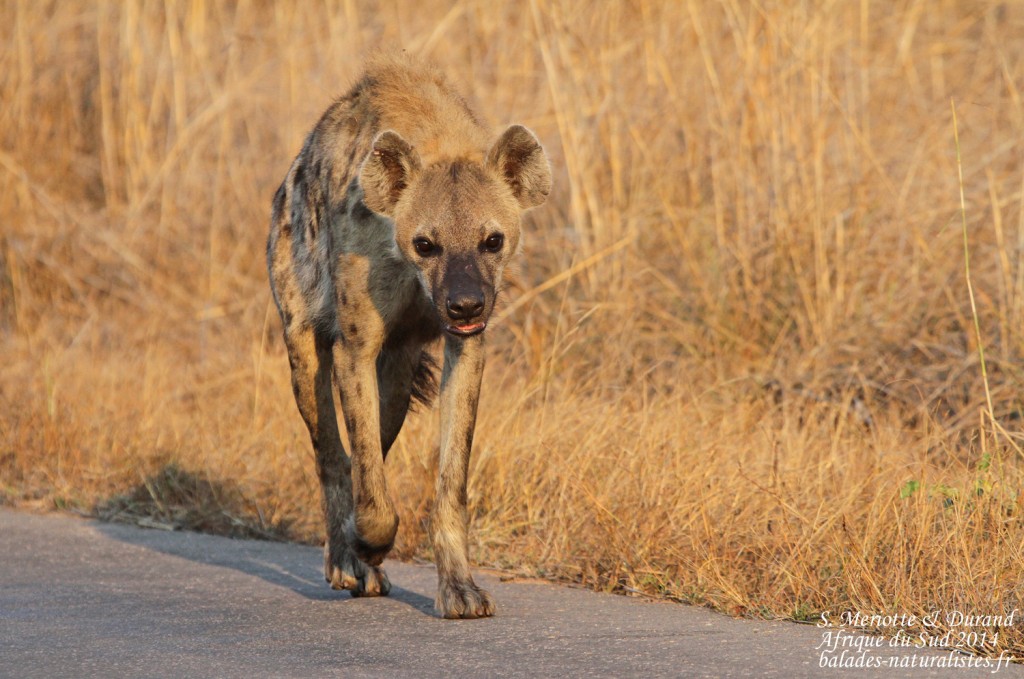 14-08-20 (6) hyene-tachetee