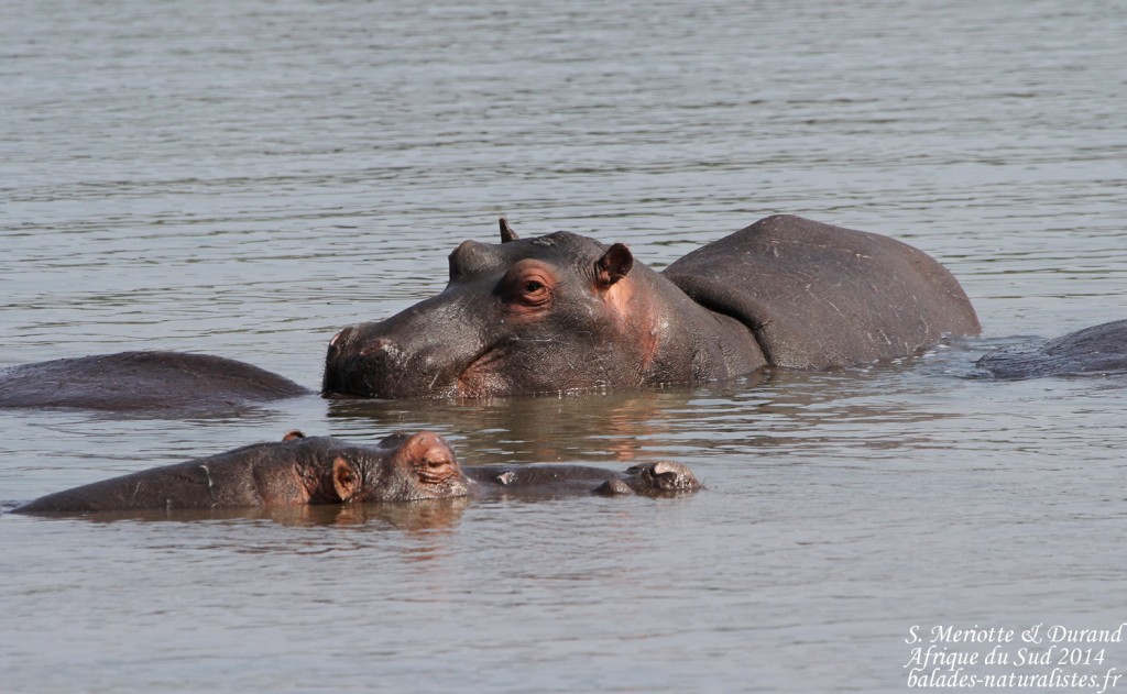 14-08-21 kruger (24) hippopotame-