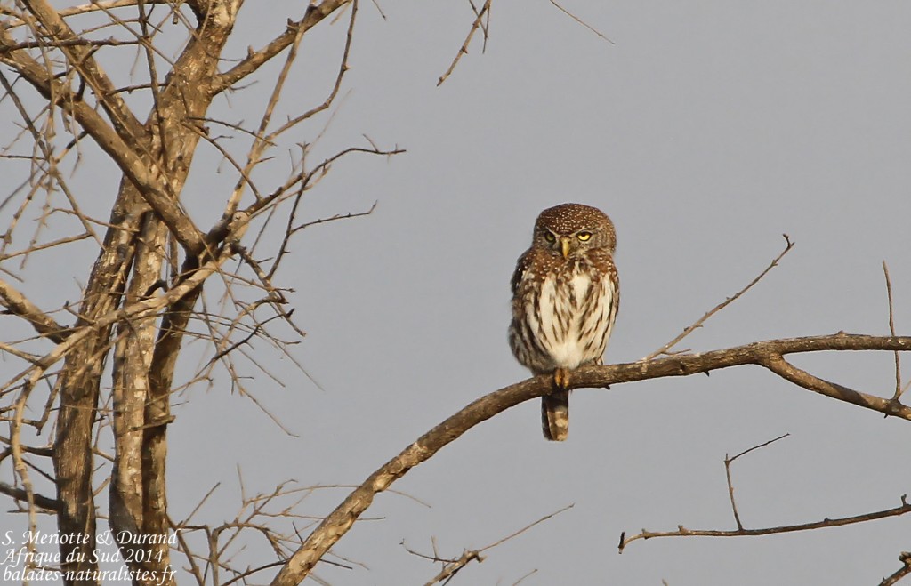 Chevêchette perlée