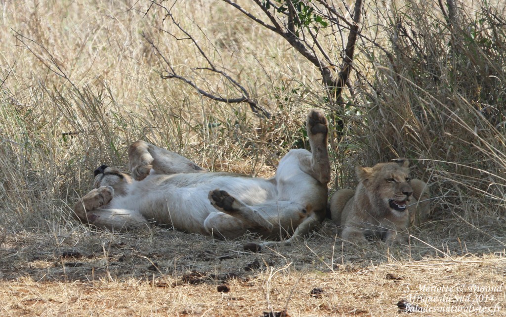 14-08-21 kruger (42) lion-