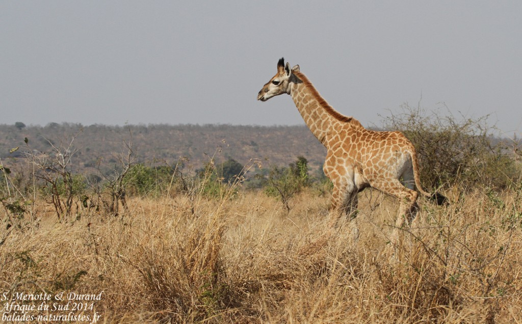 14-08-21 kruger (46) girafe-
