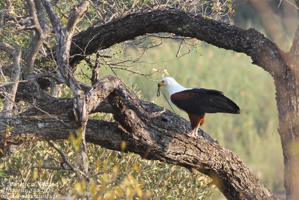 14-08-21 kruger (47) pygagrgue-vocifere-