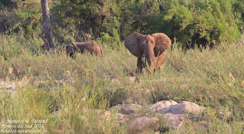 14-08-21 kruger (49) elephant-
