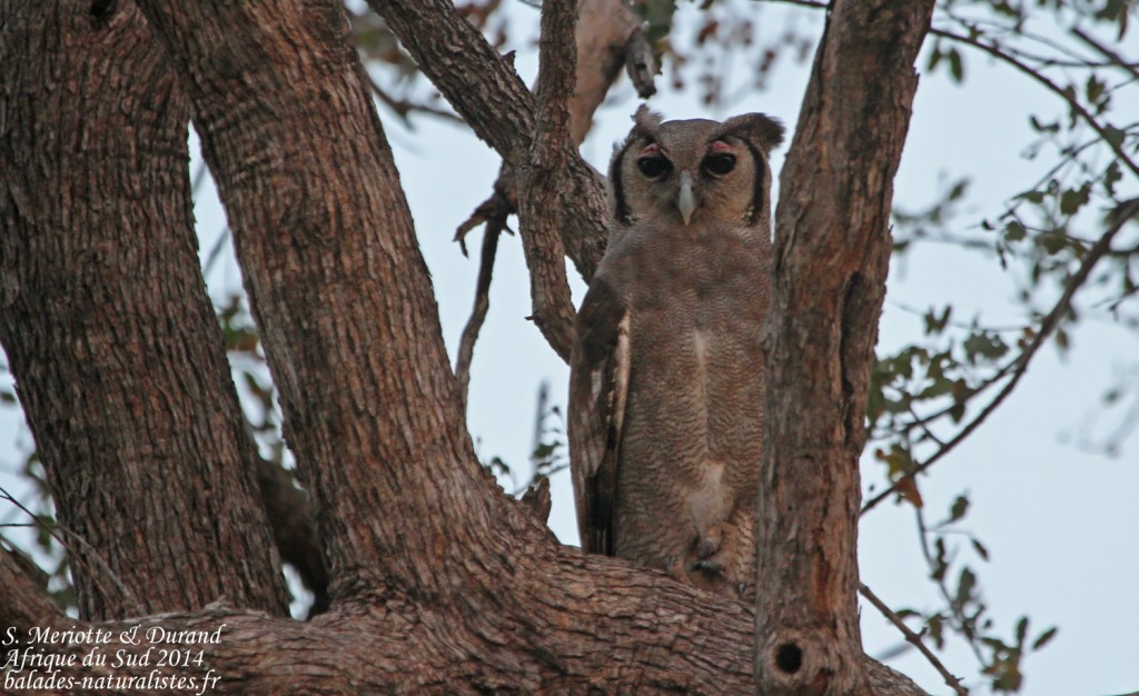 14-08-21 kruger (55) grand-duc-verreaux-