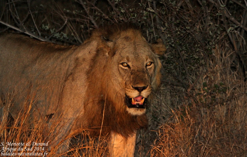 Lion immature (Kruger, Skukuza)