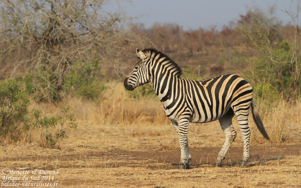 Zèbre des plaines
