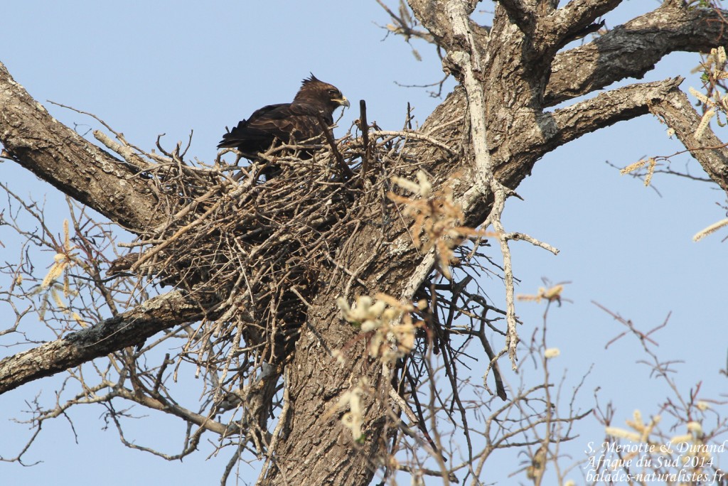 14-08-22 kruger (10) aigle-walhberg-aire