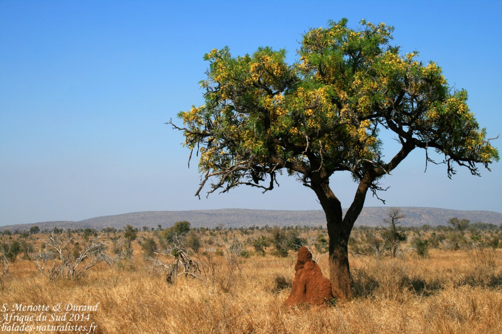 14-08-22 kruger (39)mimosas