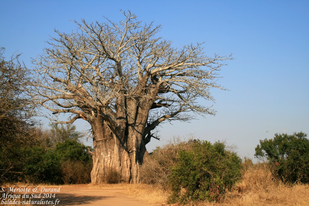 14-08-22 kruger (40) baobab-